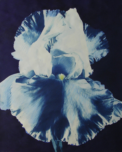 Large Blue Iris