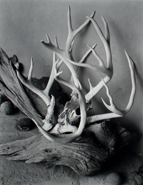 Antlers, O'Keeffe's Portal - Porter