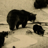 The Mountain Mother, Black Bear and Cubs