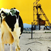 Cow Pie/Yellow Cake; Uranium Mine Homestake Mining Company