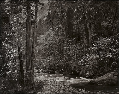 Tenaya Creek, Dogwood, Rain, Yosemite Valley, California